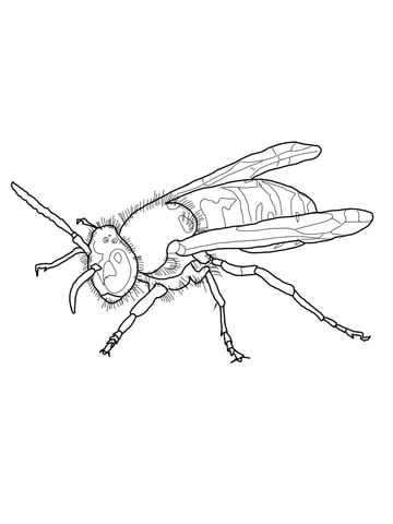 European Wasp Coloring Page